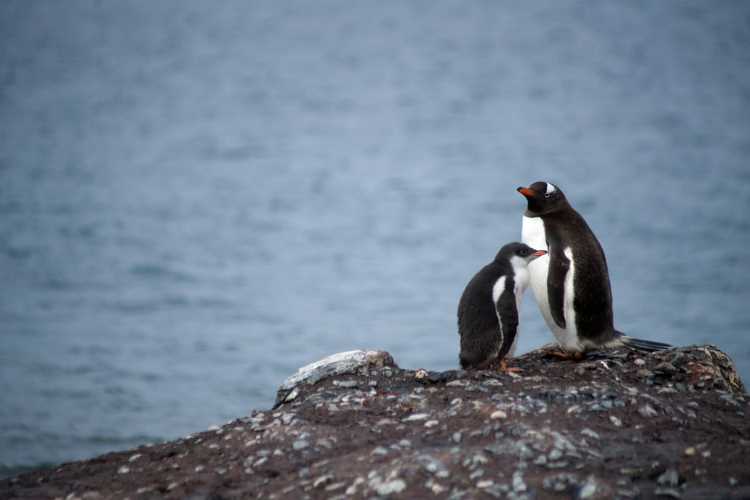 Melting of Antarctic ice sheet is a concern