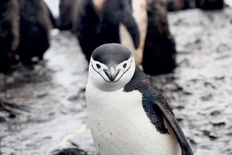 Will chinstrap penguins go extinct?