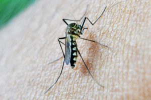 Malaria threat amid Covid pandemic