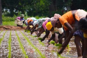 Monsoon, agriculture