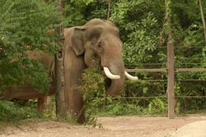 human-elephant conflicts in kerala