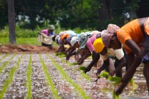 food security through sustainable farming