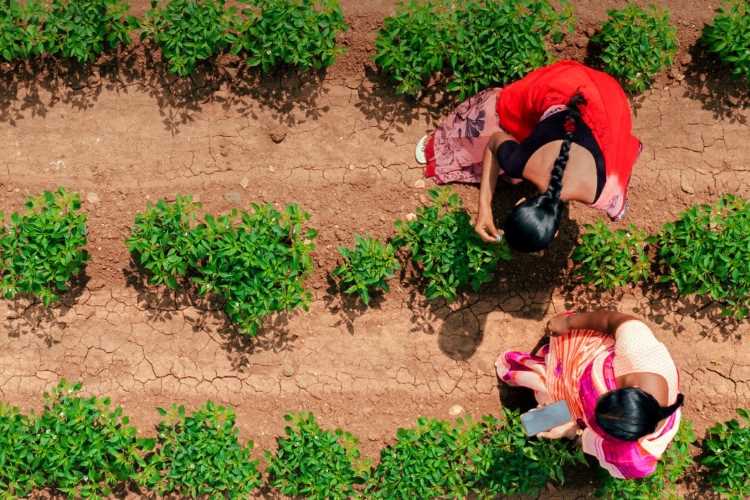 agriculture sector productivity