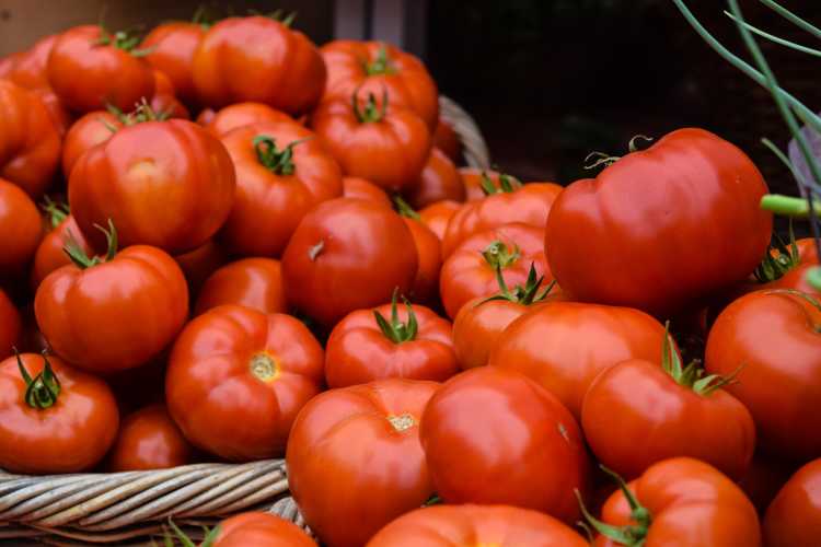 tomato prices