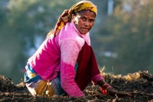 Feminisation of agriculture in India is increasing