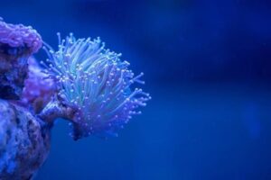 coral reefs bleaching event in Arabian Sea