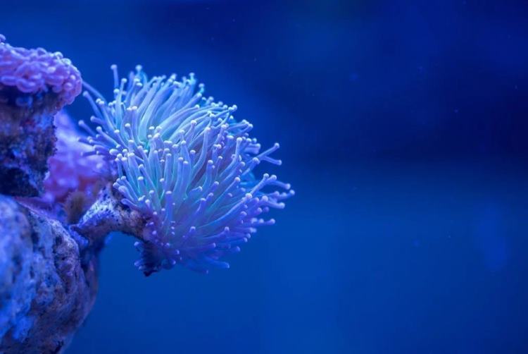 coral reefs bleaching event in Arabian Sea