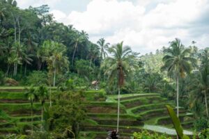 sustainable rice farming