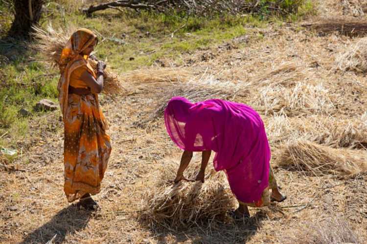 Budget 2025 agriculture reforms